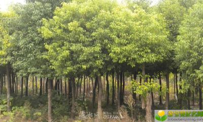 七夕情人节出生的女宝宝起名要注意什么，有什么禁忌