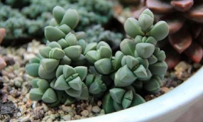 狗年姓扈女孩名字大全 属狗扈姓女宝宝起名2018