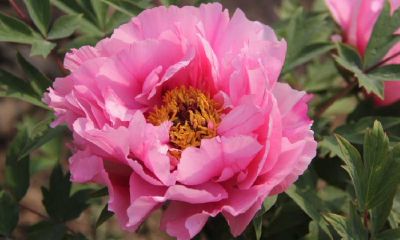 2019年8月31号出生的女宝宝五行缺土起什么名字吉祥