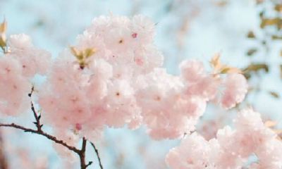 狗年姓向女孩名字大全 属狗向姓女宝宝起名2018