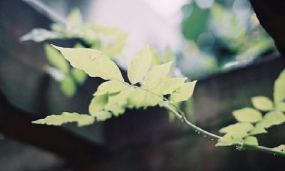 狗年姓姓女孩名字大全 属狗姓姓女宝宝起名2018