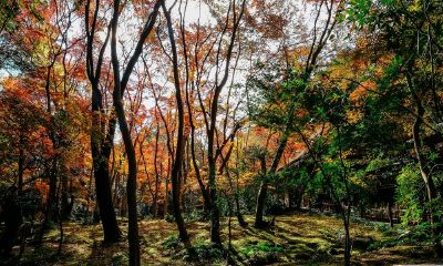姓季女孩高雅有诗意的名字大全