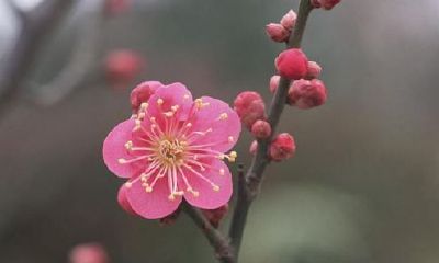 狗年姓夔女孩名字大全 属狗夔姓女宝宝起名2018