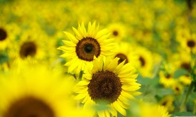 姓芦女孩优雅大气的名字大全