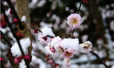 狗年姓师女孩名字大全 属狗师姓女宝宝起名2018