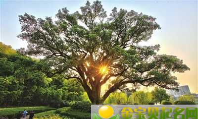 七夕情人节出生的女宝宝起名带什么字好，用哪些字比较合适