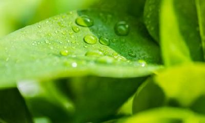 白露和寒露的区别？白露和寒露一样吗？