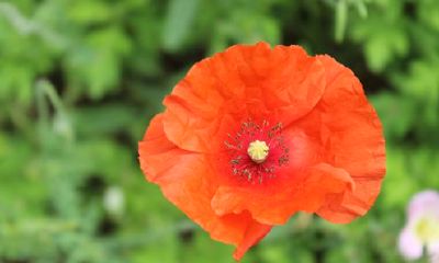 狗年姓巢女孩名字大全 属狗巢姓女宝宝起名2018