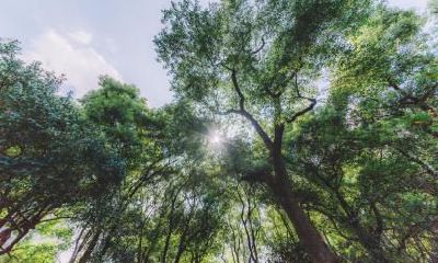 2021年2月18日出生女宝宝五行缺木寓意最好的名字