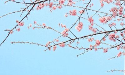 狗年姓益女孩名字大全 属狗益姓女宝宝起名2018