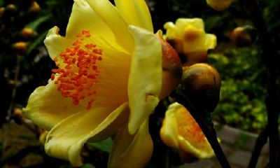 狗年姓上官女孩名字大全 属狗上官姓女宝宝起名2018