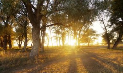 2020年农历十二月初二出生女孩五行喜木起名