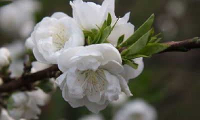 狗年姓濮阳女孩名字大全 属狗濮阳姓女宝宝起名2018