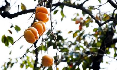 狗年姓公冶女孩名字大全 属狗公冶姓女宝宝起名2018