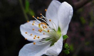 狗年姓宗政女孩名字大全 属狗宗政姓女宝宝起名2018