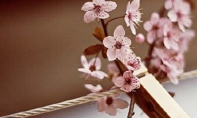 狗年姓郤女孩名字大全 属狗郤姓女宝宝起名2018