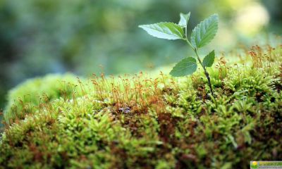 姓温女孩甜美温柔的名字推荐