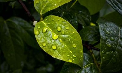 白露：阴气渐重露凝白，白露之日鸿雁来