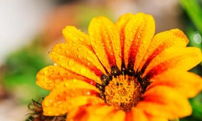 白露这天可以去登记领结婚证吗？