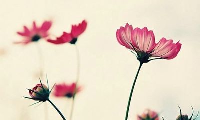 狗年姓端木女孩名字大全 属狗端木姓女宝宝起名2018