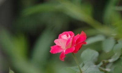 2019年农历二月初二出生的男孩五行缺金用什么名字好听，什么字好