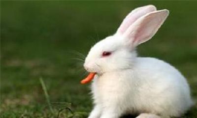 1999年巳时出生的男孩好吗？