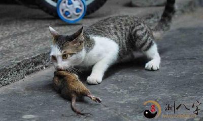 梦见踩到死耗子