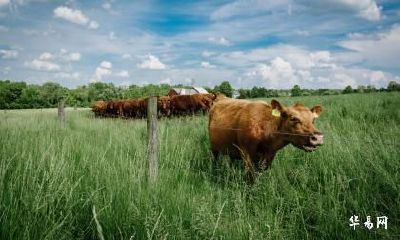 1985年出生的属牛人几岁运势最好？运程最旺的年龄