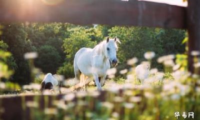 生肖属马人的2023年吉利方位在哪？哪里是不利方位？