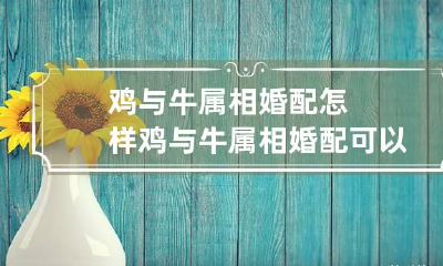鸡与牛属相婚配怎样鸡与牛属相婚配可以吗