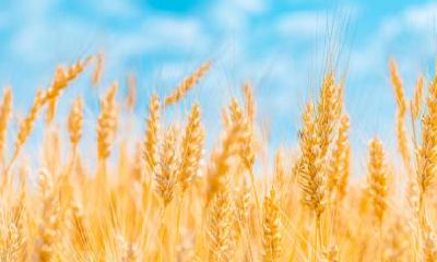 2021辛丑年农历九月初三日寒露节气签约适合吗？