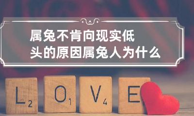 属兔不肯向现实低头的原因 属兔人为什么不会赚钱