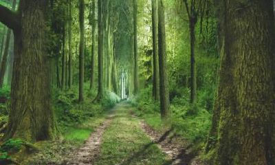 2020年七月十五中元节出生的男孩五行缺木起名