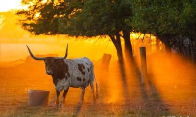 1985属牛一生注定有二婚说法靠谱吗？属牛人专情吗