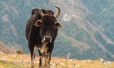 我属兔老公属牛适不适合在2023兔年生孩子吗？