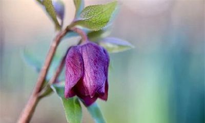 80年属猴42岁有个劫 受到冲太岁影响