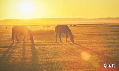1990年是苦命马还是富马？90年属马女旺夫吗？