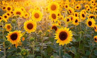 2022年阳历适合装修的黄道吉日精选介绍，有哪些注意事项和禁忌？