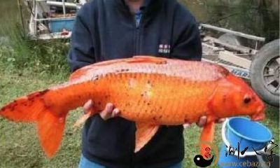 梦到抓到红鲤鱼