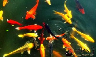 梦见很多条鱼儿