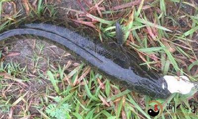 梦到一条大黑鱼