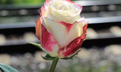 2022下半年适合订婚的吉日日历，怎么提亲好？