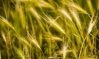 2018年张姓宝宝五行木旺缺金起名,宝宝缺金怎么补？