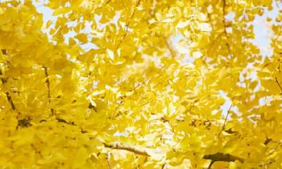 属蛇的人立秋出生命好不好？是不是富贵命？