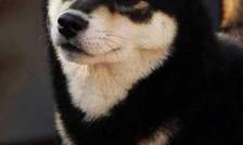 狗年出生宝宝乳名怎么取？