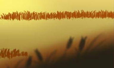 2017年属龙每月运势