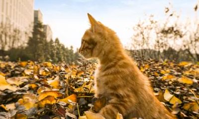 2019年8月8日立秋出生的男孩命运如何？是什么命？