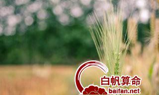 虎的六合贵人是什么生肖？生肖贵人是什么类型的？