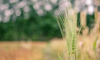 2019年属虎有贵人出现吗？2019年属虎人的运势如何？