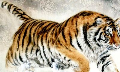 戌时出生属虎的女人好吗？生肖虎的优点你知道吗？